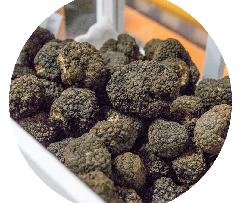Cerca al Tartufo